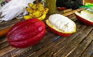 Fresh Cacao fruit